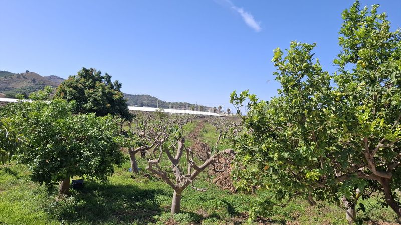 Foto a72b82fd-053c-4959-80d5-90edc2e7d177. Finca rústica a Torrenueva Motril