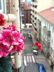 Pis a Centro. Piso en tudela  príncipe de viana