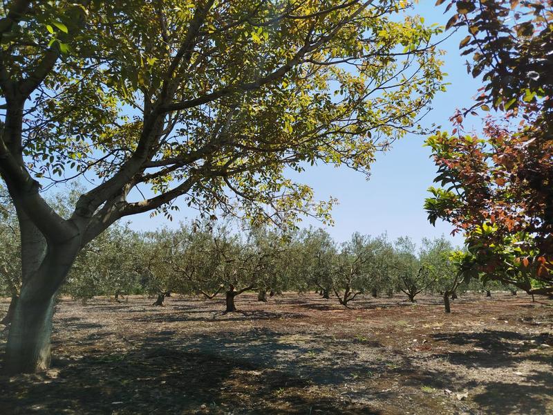 Foto 483d483c-5e40-41cc-96d6-c88a1b466ee1. Landgut in Lerín