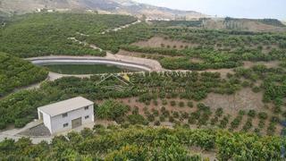 Terreny residencial a Hispanidad - Vivar Téllez. Finca en producción