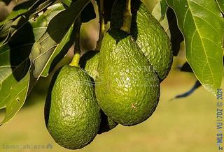 Masia a Torrox Pueblo. Parcela con apero, plantada con 330 árboles de aguacates - torro