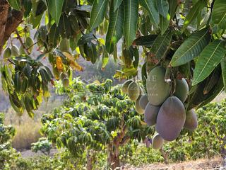 Terreny residencial a Camino Algarrobo - Las Arenas. Finca de mangos en producción