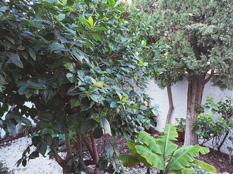 Foto 2b83ed75-71e5-4a38-9586-b026c0bb70fa. Rent house with pool in Centro Nerja