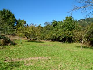 Terreny residencial  Villaviciosa - peon. Se vende finca en peón de 3250 metros cuadrados, con árboles fru