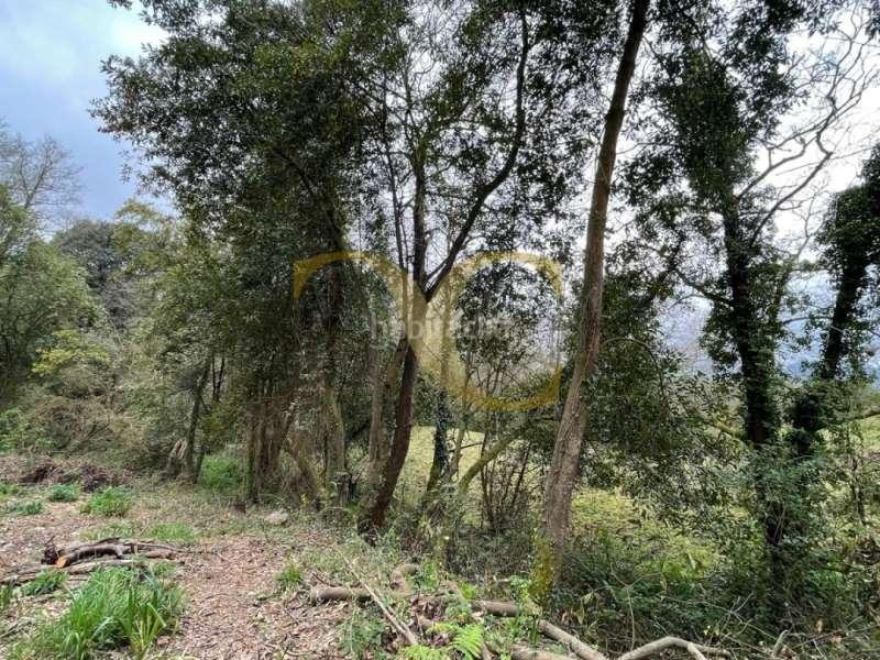 Foto 396cca8a-d5e4-4517-90b1-3b0779c8edd6. Terreno residenziale in Selorio - Tornón Villaviciosa