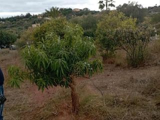 Fondo rustico in Cancelada. Parcela premium en estepona  inversión estratégica en la costa d