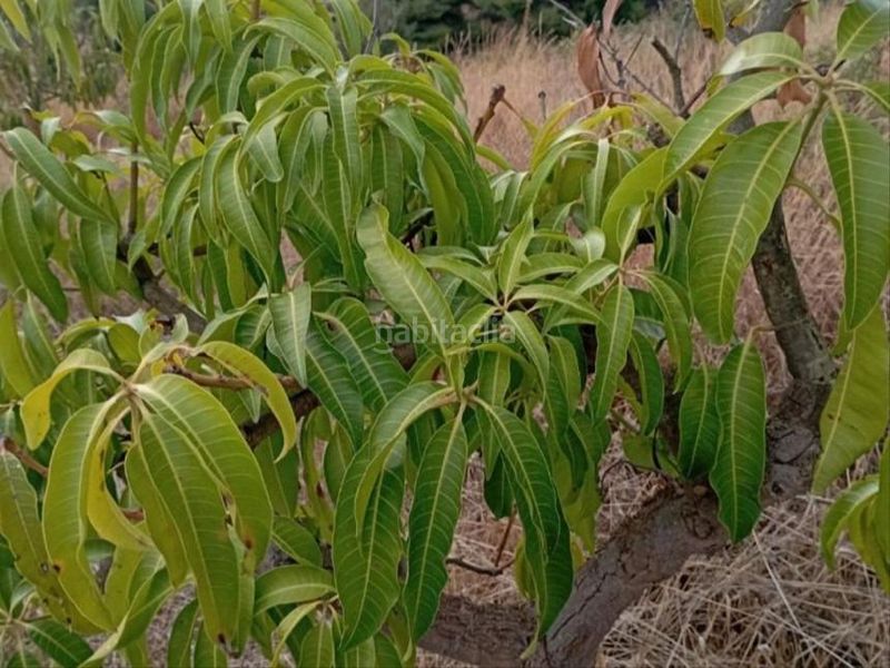 Foto 5a535f0a-63f7-4faf-8cb6-4de7055c5f4b. Finca rústica a Cancelada Estepona