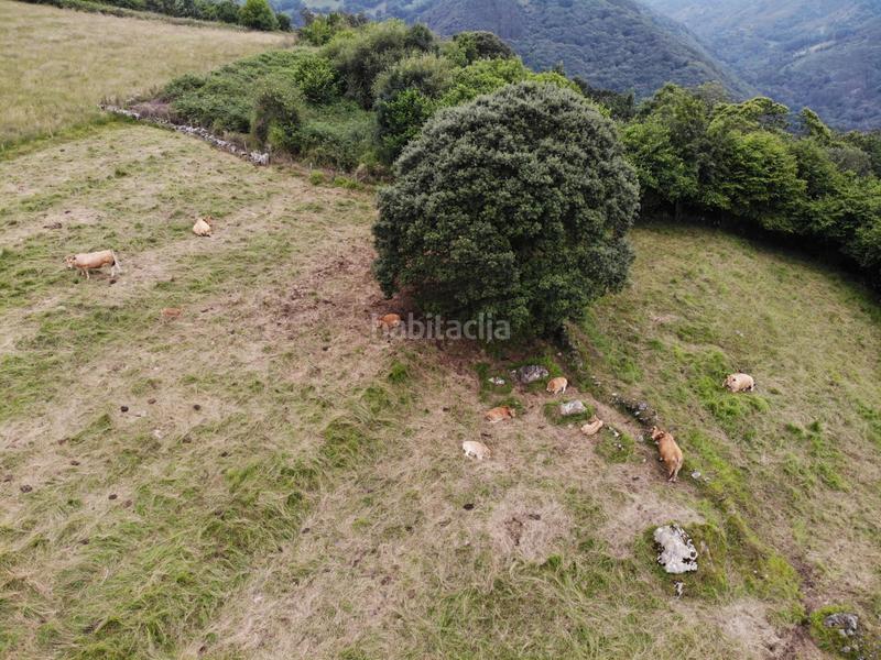 Foto c8fb6cb0-565a-4e55-ad6b-dac5237dc197. Propriété dans polígono 146 parcela 367 llana. Grado (asturias) 146 dans Grado