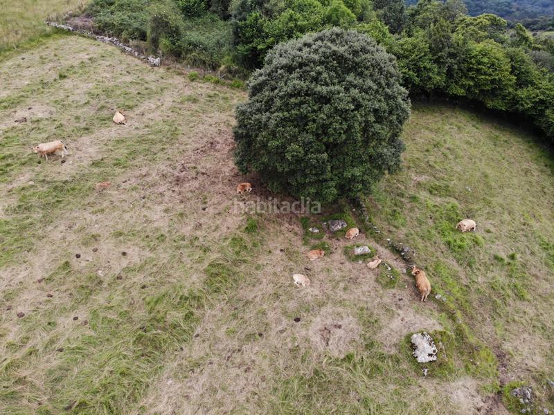 Foto ccf4c3f1-fdbe-401c-bab7-d881d8f30740. Propriété dans polígono 146 parcela 367 llana. Grado (asturias) 146 dans Grado