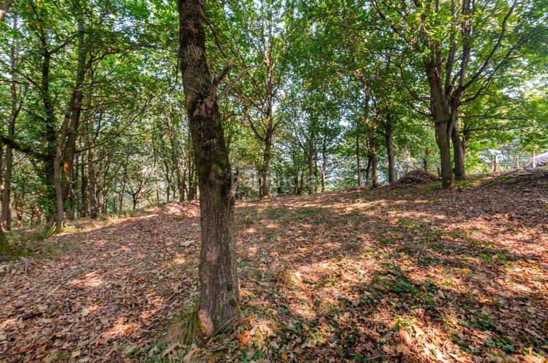 Foto 02af1acf-64bc-4eaa-9ca4-db9467dee587. Terreno residenziale in polígono 36 parcela 5 in Regueras (Las)