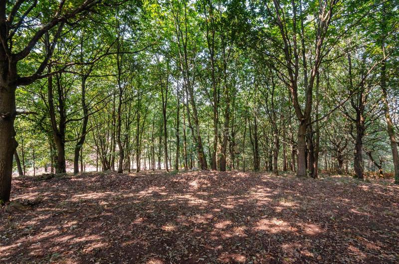 Foto 0ea1be5b-1c87-463f-a06f-3347e7845f0a. Terreno residenziale in polígono 36 parcela 5 in Regueras (Las)