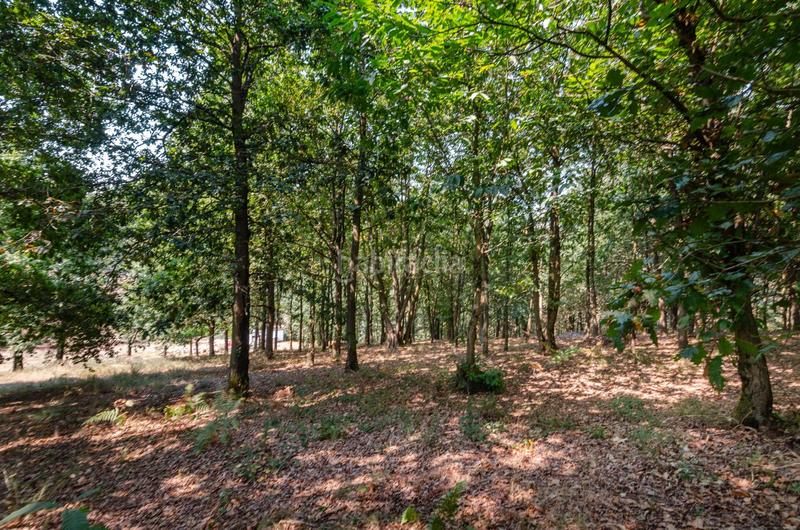 Foto 405775b2-1b65-43ed-97d2-1977d1fc430e. Terreno residenziale in polígono 36 parcela 5 in Regueras (Las)