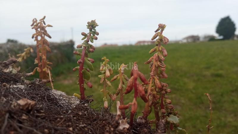 Foto a7eceb98-180c-4793-90fe-621e908ee717. Terreny residencial a cu-8 2 a Cudillero