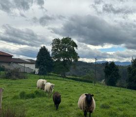 Terreno residenziale  Caserio vare