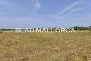 Finca rústica en Manacor Centre. Se vende terreno edificable en manacor