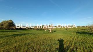 Finca rústica a Manacor Centre. Se vende terreno edificable en manacor