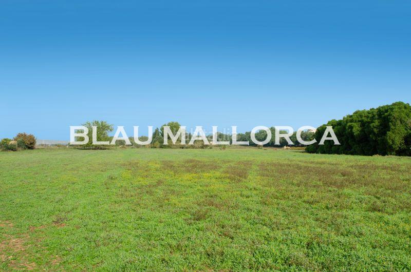 Foto 9c30a539-ae7f-46bf-8772-616b0a4a11a2. Propriété dans Manacor centre Manacor