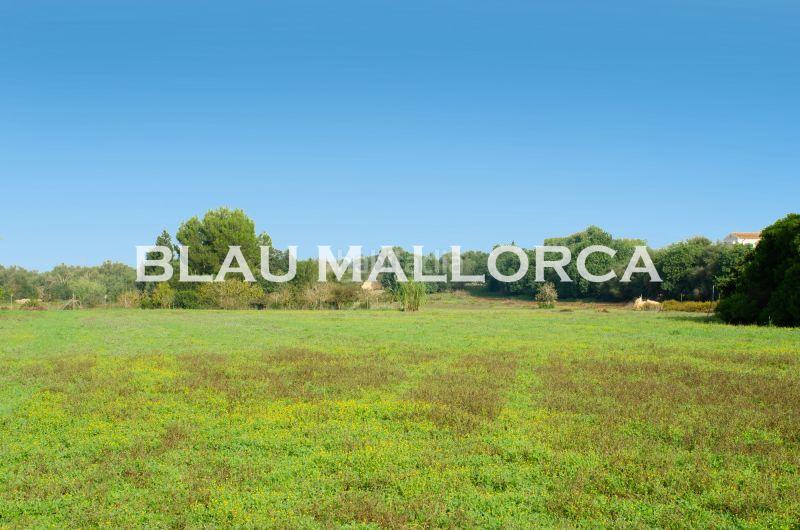 Foto f2182f95-15b3-4275-b95a-80c38ee694a7. Propriété dans Manacor centre Manacor
