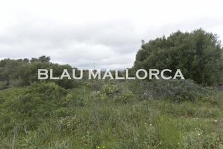 Rural plot in Cales de Mallorca. Solar urbano edificable en calas de mallorca