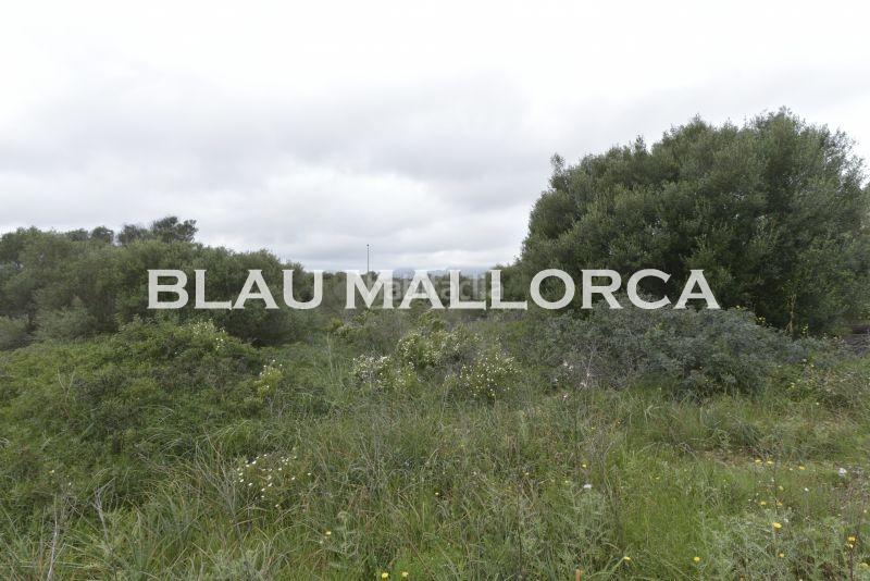 Foto 5aa4bc3a-799f-4f79-b350-899acb742eca. Finca rústica a Cales de Mallorca Manacor