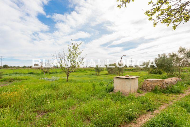 Foto 2097aa21-3086-434e-a668-56651489fc2b. Mas dans Manacor centre Manacor