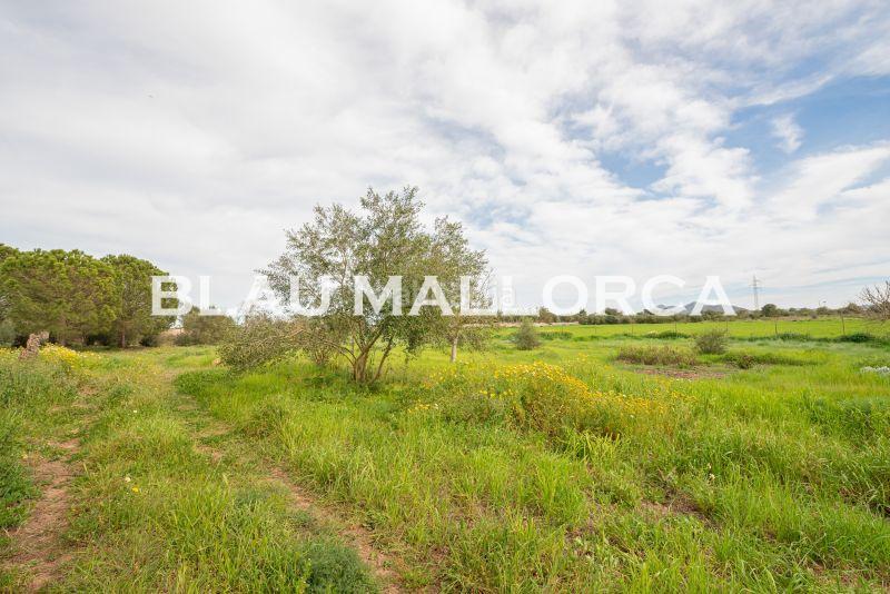 Foto ce3c6535-a07c-438d-b7e5-f9eaf6f6cf50. Mas dans Manacor centre Manacor