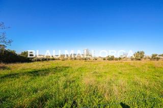 Rural plot in Vilafranca de Bonany. Terreno en villa franca de bonany