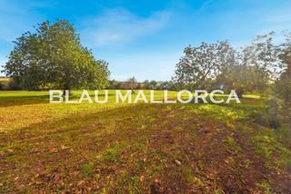 Finca rústica a Manacor Centre. Se vende terreno edificable en manacor