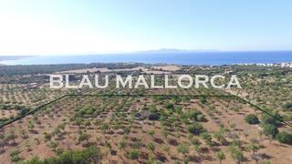 Country house in Colònia de Sant Pere. Se vende finca rãstica con casa en colonia sant pere