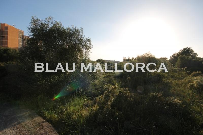 Foto 0e036438-7b4b-4c2c-b5ef-3a1ef7b7772a. Finca rústica a Cales de Mallorca Manacor