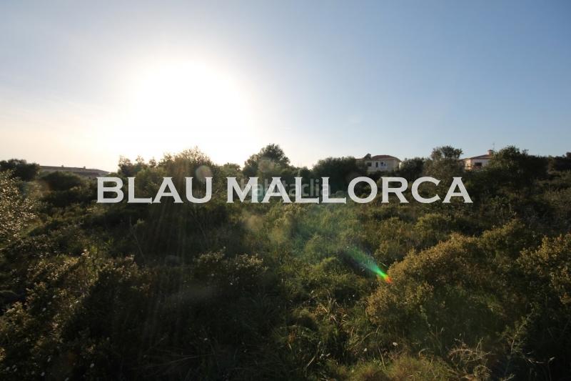 Foto 6624d024-c0f1-47bc-84af-6bd1f8e320a5. Finca rústica a Cales de Mallorca Manacor