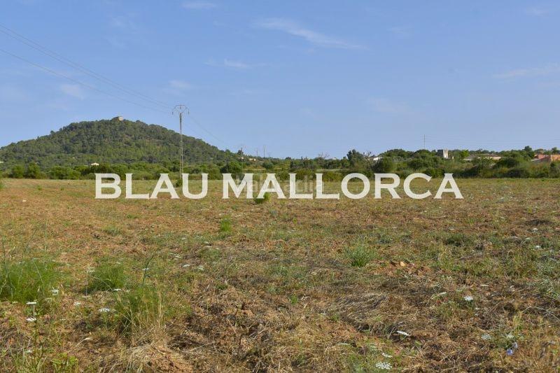 Foto 537cda38-e713-42ed-8c1b-0df8f8d60520. Finca rústica se vende terreno en Manacor centre Manacor