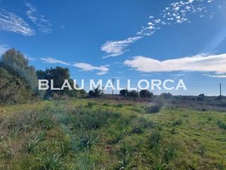 Rural plot in Sant Llorenç des Cardassar. Terreno edificable con licencia