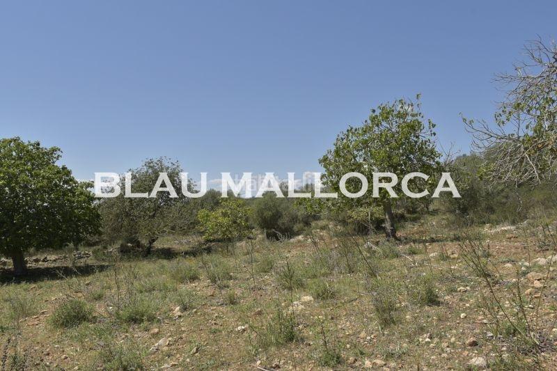 Foto d382f963-adb5-4d27-ad2c-c472b3341d87. Finca rústica a Manacor centre Manacor
