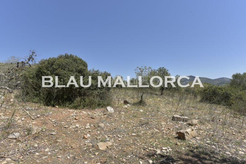 Foto e830091c-19f4-44bb-8f02-ce0603a15227. Finca rústica a Manacor centre Manacor