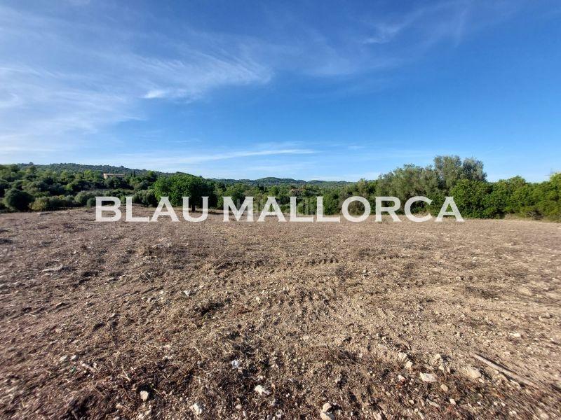 Foto 12aaad6e-94f7-4f48-bd0e-f7f5720c4489. Rural plot in Son Servera poble Son Servera