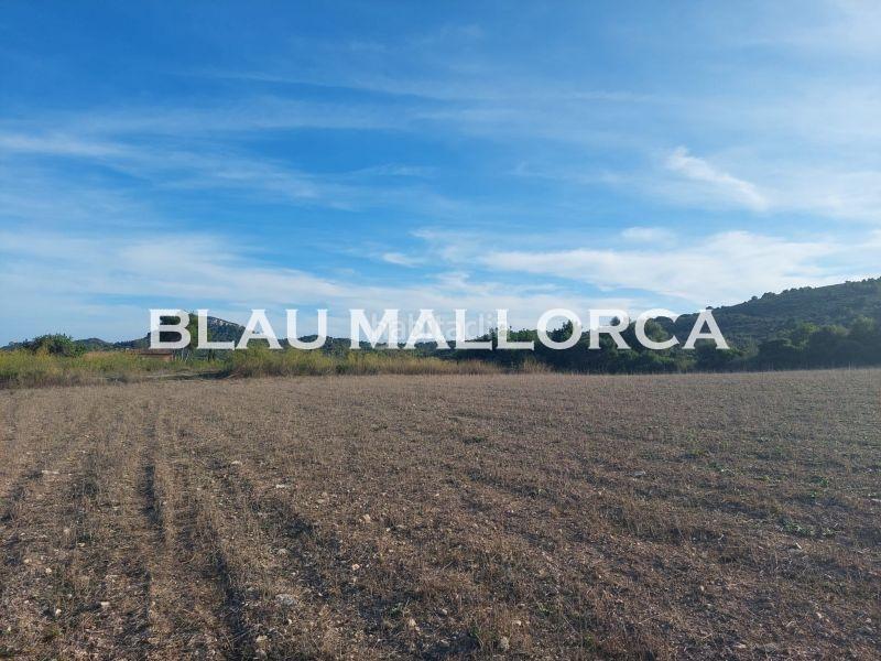 Foto a2db1ff1-b540-4660-b127-937d4dc8ef83. Rural plot in Son Servera poble Son Servera