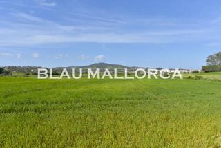 Rural plot in Vilafranca de Bonany. Solar edificable en vilafranca de bonany