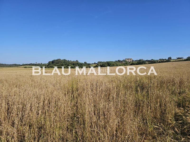 Foto fa949754-cd23-4aad-89d9-c4a9bba17428. Finca rústica a Manacor centre Manacor