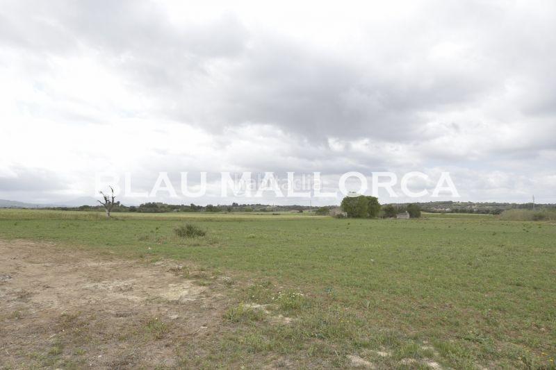 Foto 8e1b93aa-7d5e-491f-937a-d02632987065. Masía finca en Manacor centre Manacor