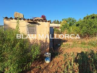 Country house in Manacor Centre. Finca en manacor  con caseta de aperos