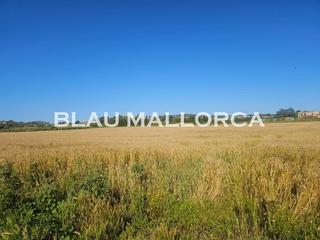 Finca rústica a Manacor Centre. Terreno rustico en manacor