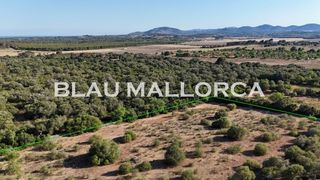 Rural plot in Sant Llorenç des Cardassar. Terreno con licencia para construir en sant llorenã