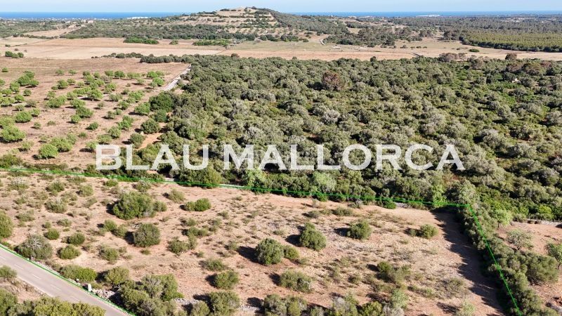 Foto 3b99f2ea-e75c-4cd7-be87-e34723ce2c9e. Finca rústica a Sant Llorenç des Cardassar