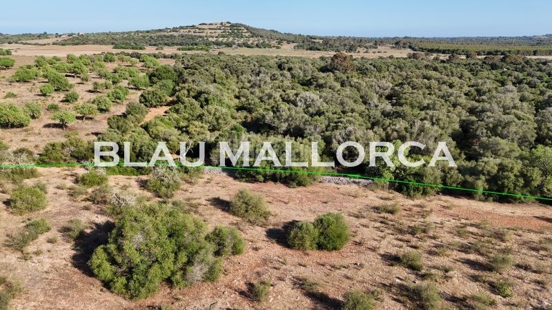 Foto 784b82c7-ebc3-4412-955d-d4846982c5fd. Finca rústica a Sant Llorenç des Cardassar