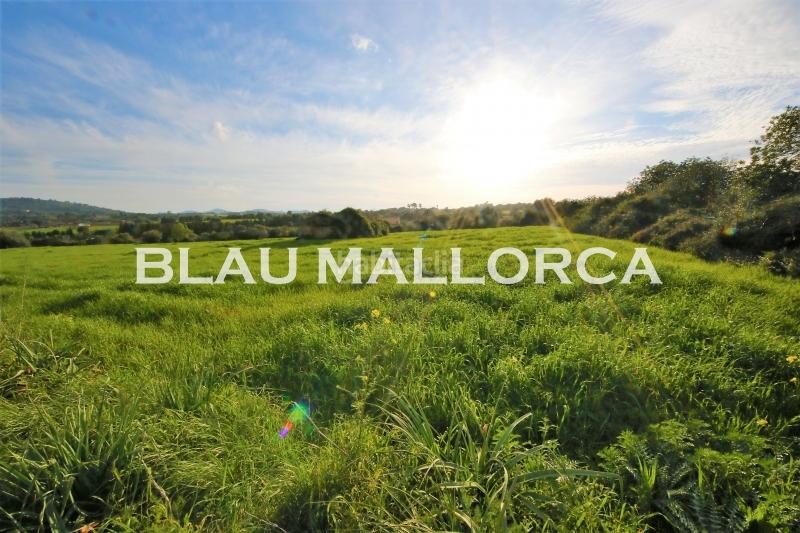 Foto 763ca993-bd28-44e1-be46-75cf0cedd076. Propriété dans Manacor centre Manacor