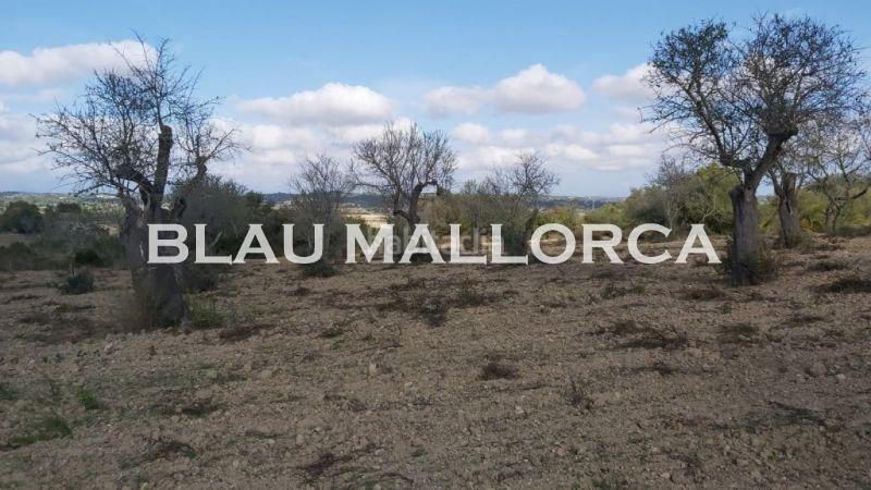 Foto 4357de10-4339-4f06-8645-f113877b1dc3. Landgut in Ariany