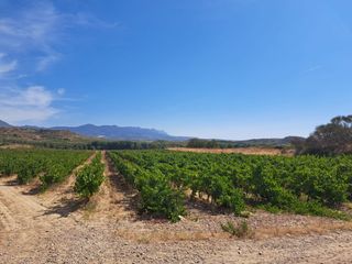 Fondo rustico  Calle fresnos. Se vende excelente viña de 10.101 m2 en haro en el precio de 100