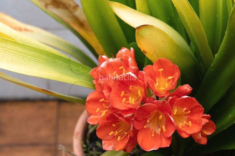 Foto 65c111cf-532e-41a6-820b-d26bfd5aaec1. Casa adosada chalet en astillero en Astillero (El)