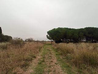 Fondo rustico  Diseminado mas ribas. Terreno aislado cercado de manzanos.